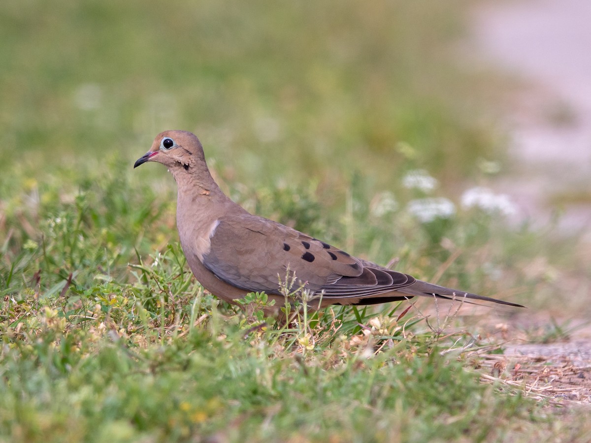 Mourning Dove - wendy wright
