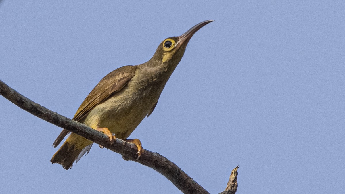 Spectacled Spiderhunter - Charmain Ang