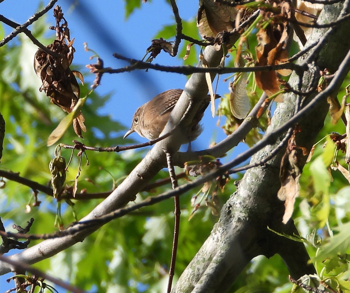 House Wren - ML336453941