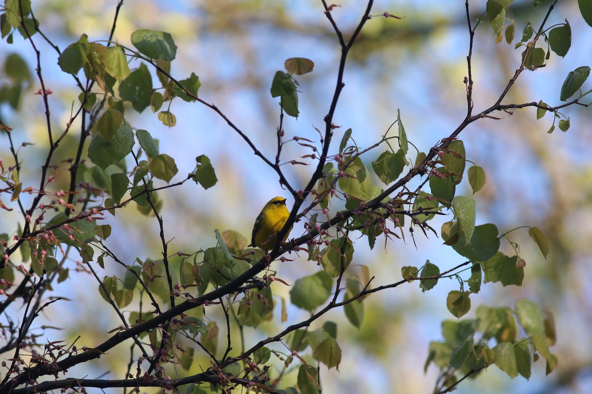 Blue-winged Warbler - ML336454021