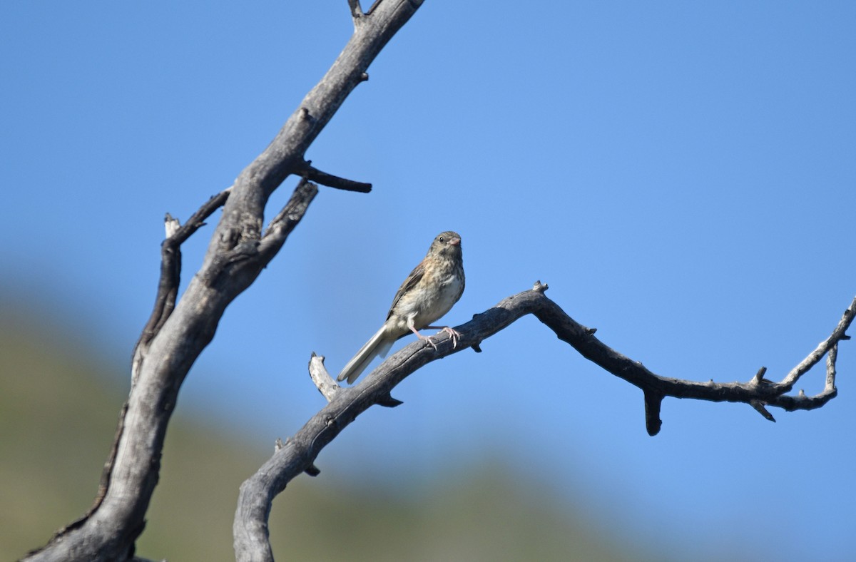 Junco Ojioscuro - ML336454451