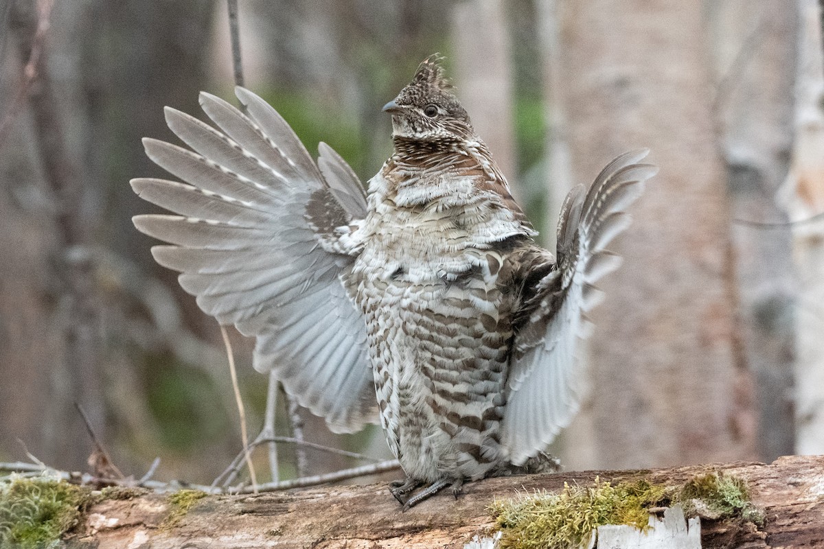 Ruffed Grouse - David Turgeon