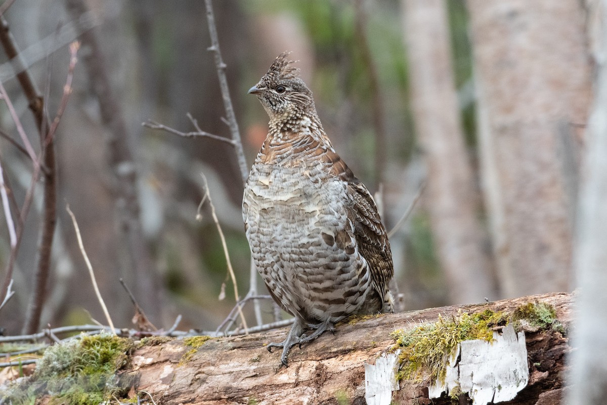 Ruffed Grouse - David Turgeon