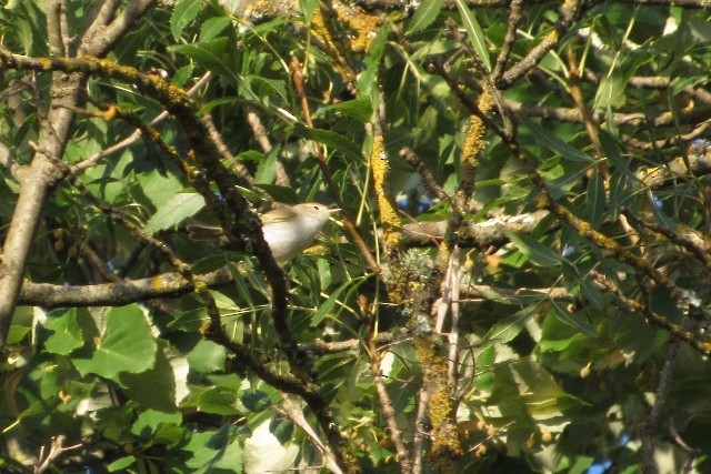 Western Bonelli's Warbler - ML33645631