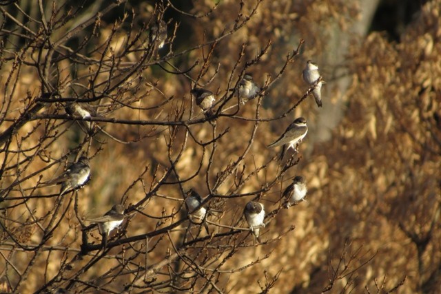 Western House-Martin - ML33645681