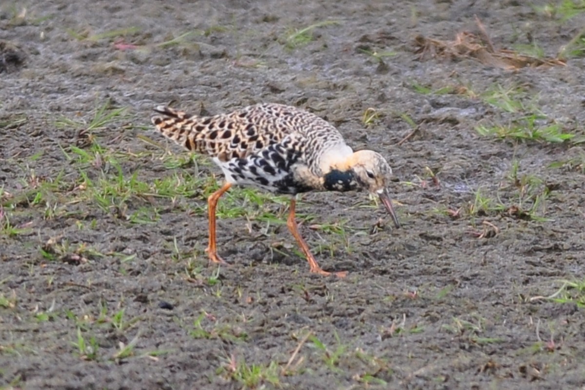 Ruff - ML336456981