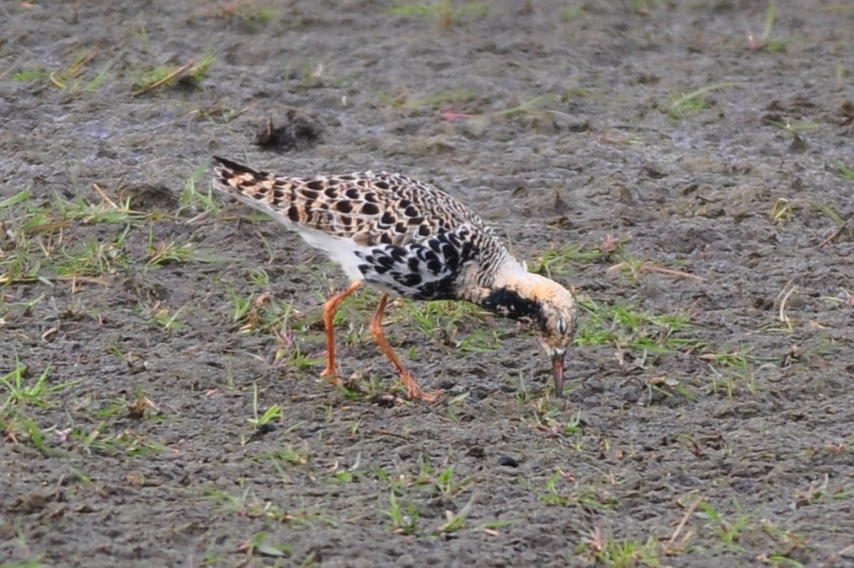 Ruff - ML336457001