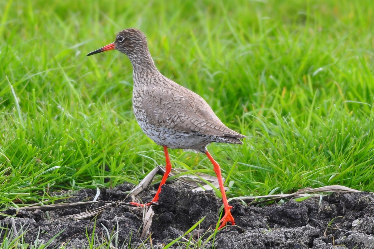 Common Redshank - ML336457101