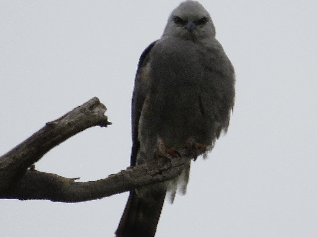 Mississippi Kite - ML336458471