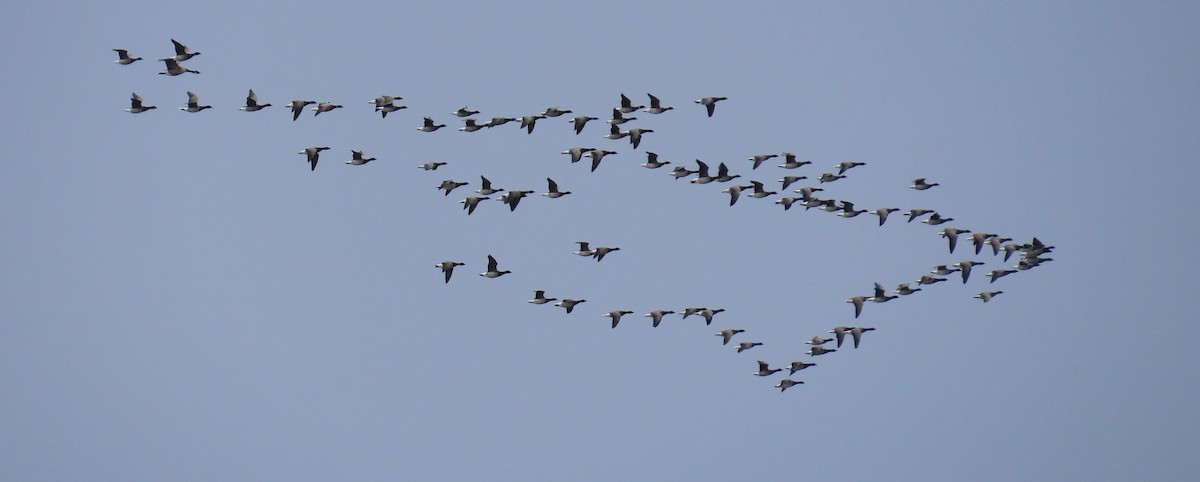 Brant (Atlantic) - ML336458681