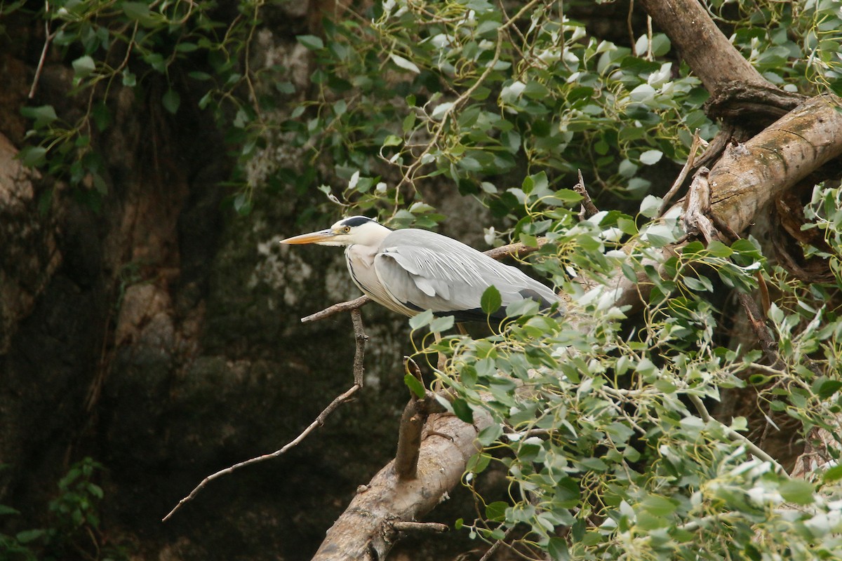 Gray Heron - David Pérez