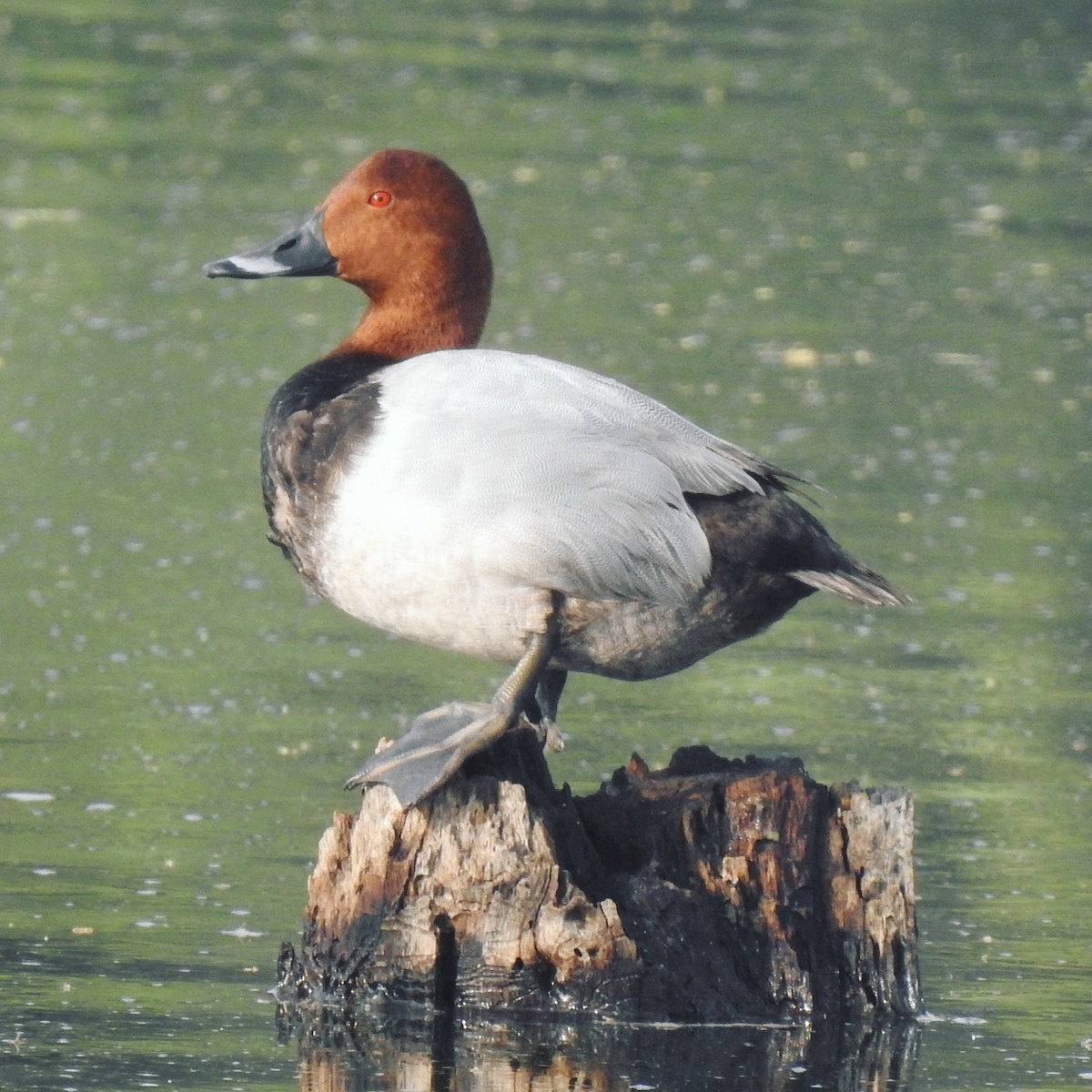 Common Pochard - ML336458971