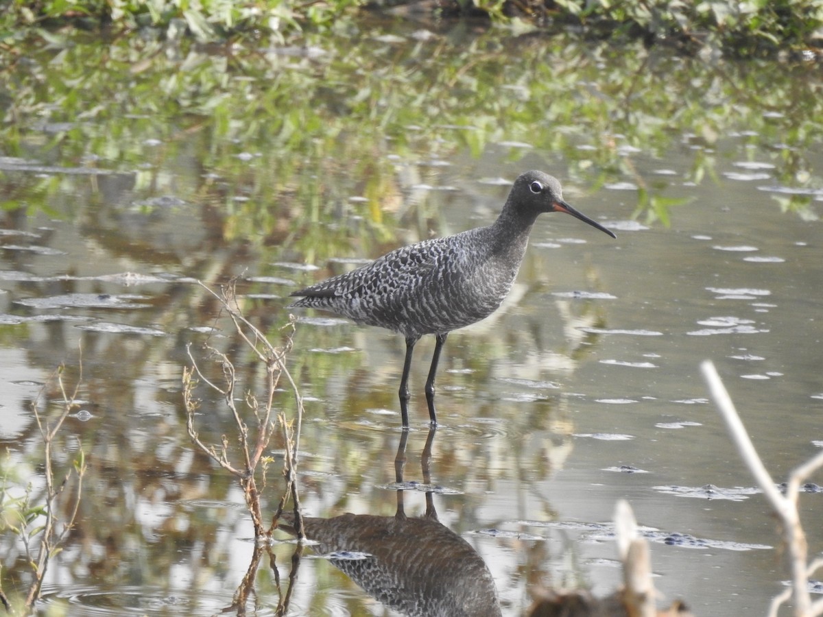 Spotted Redshank - ML336459181
