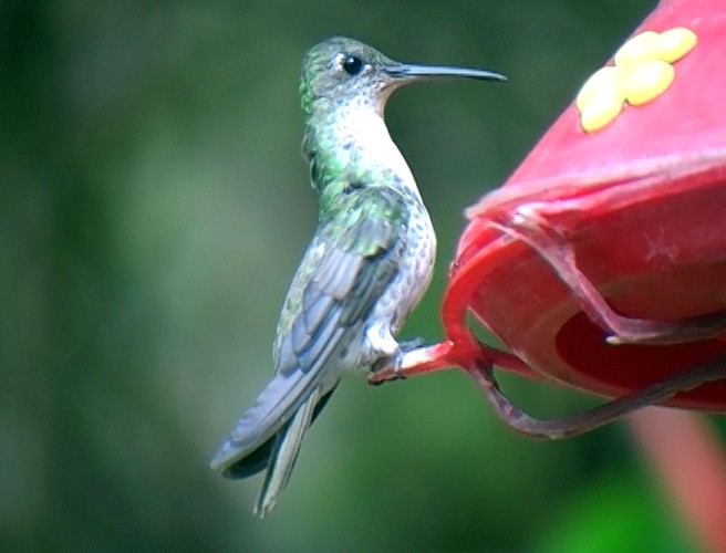 kolibřík zelenobílý - ML336460611