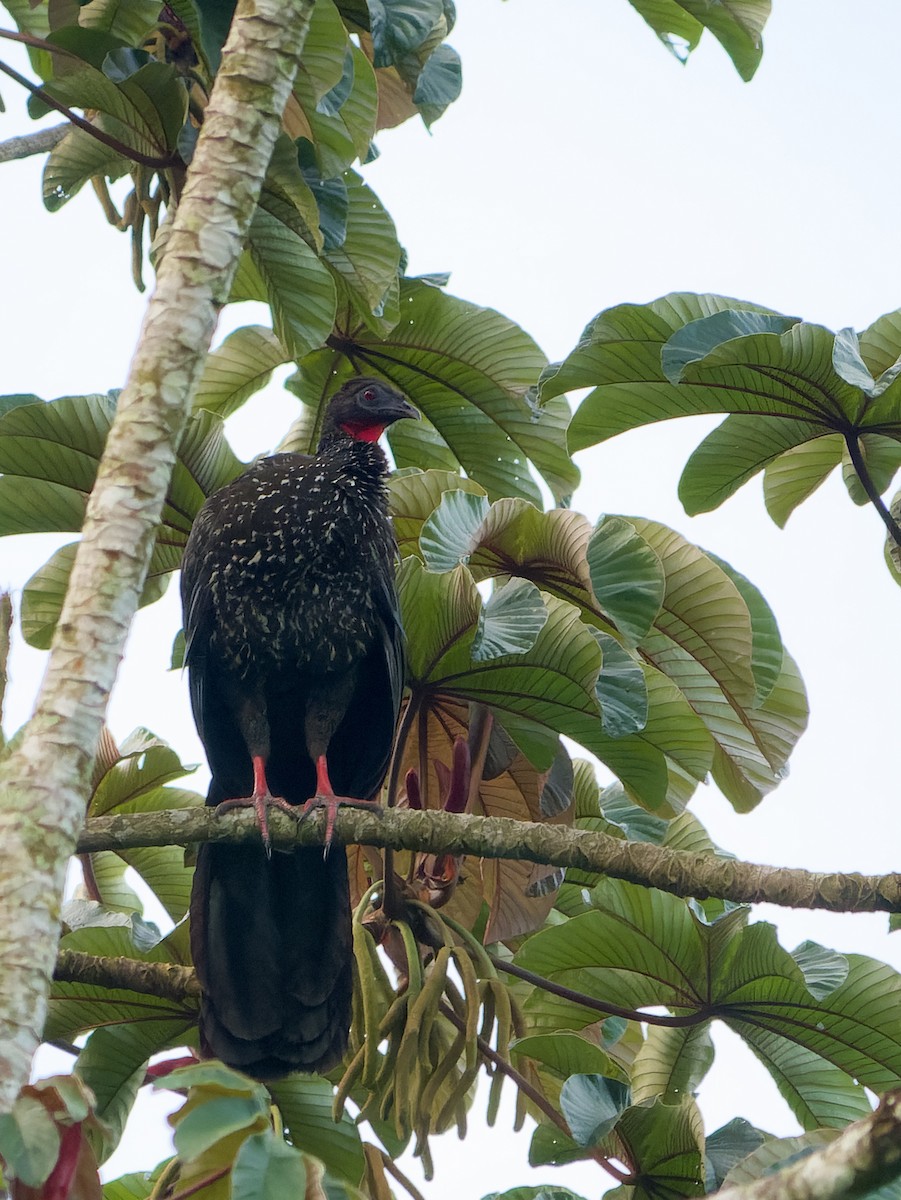 Crested Guan - ML336461251