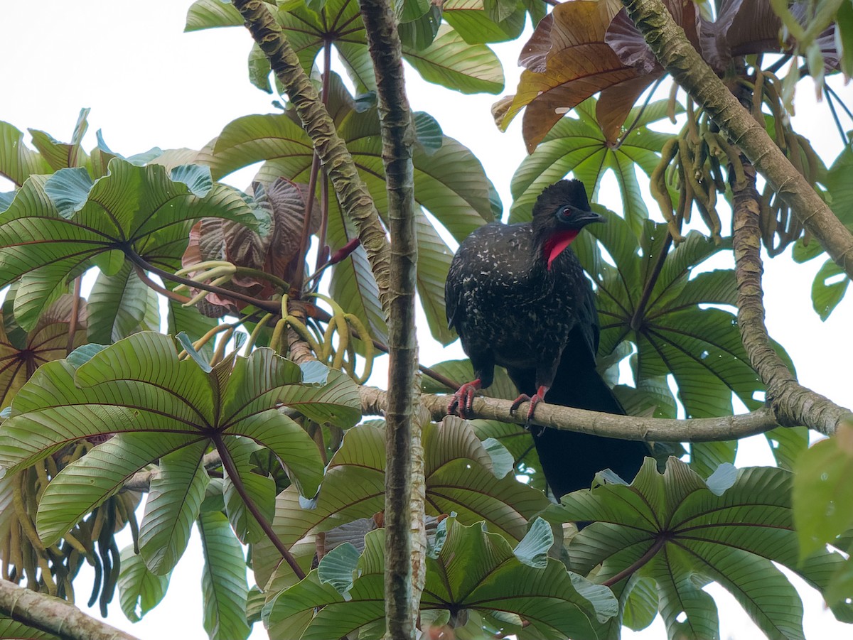 Crested Guan - ML336461261