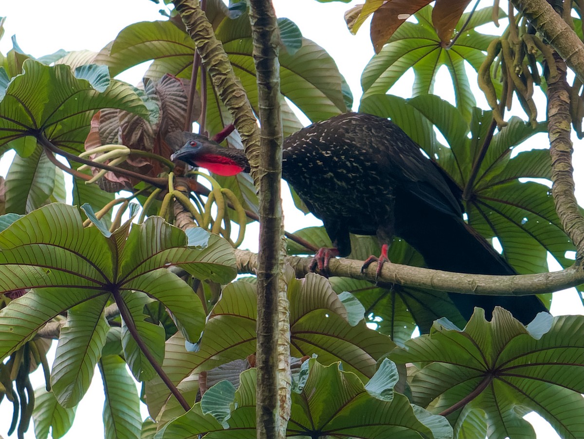 Crested Guan - ML336461301