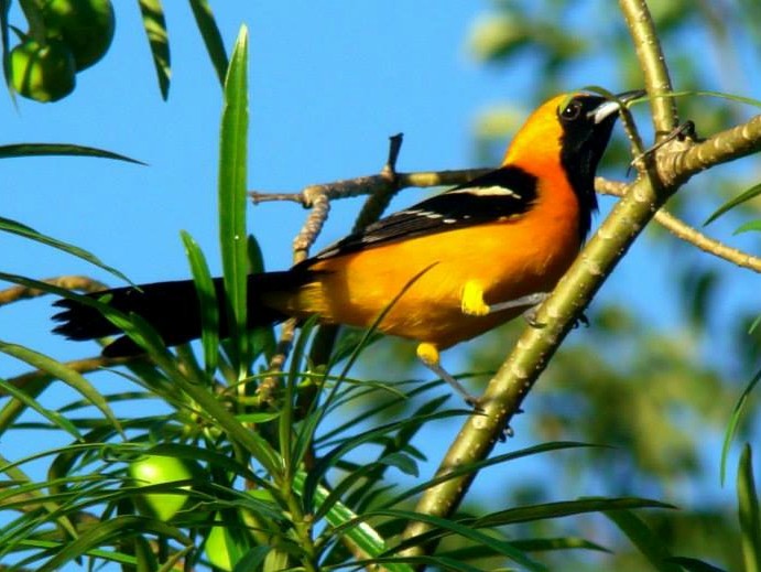 Hooded Oriole - ML336461531