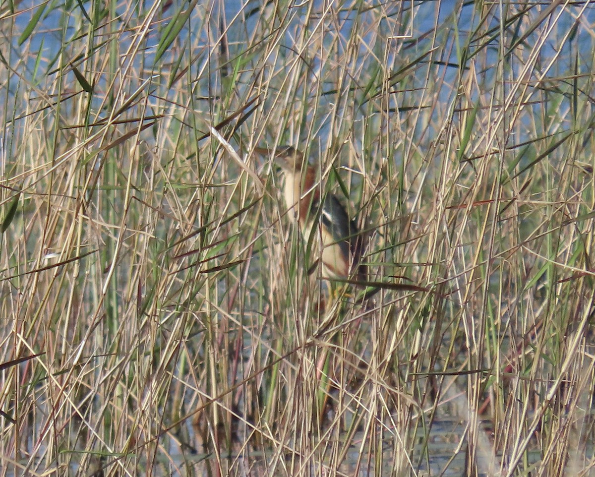 Least Bittern - Roy Netherton