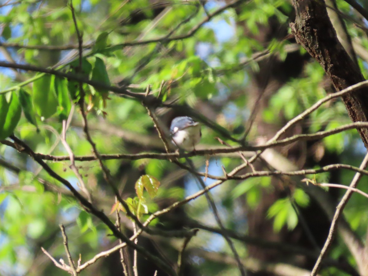 Black-throated Blue Warbler - ML336463021