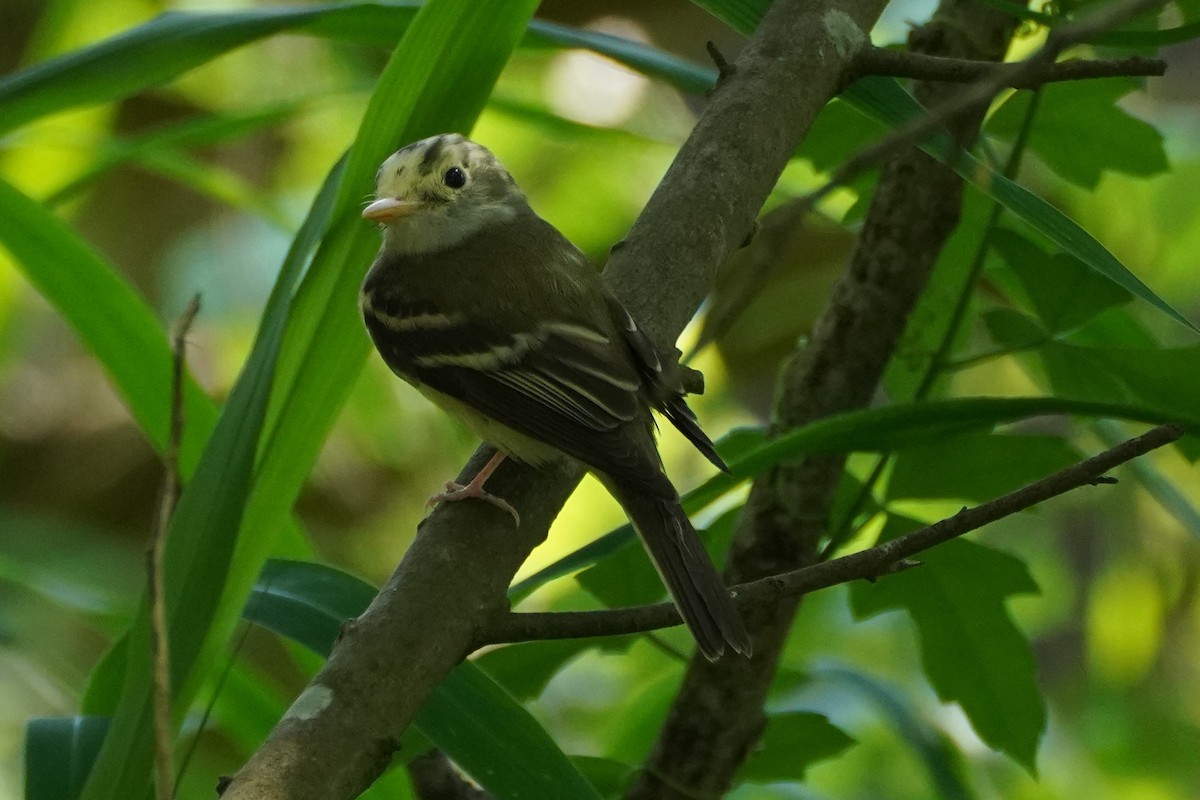 Acadian Flycatcher - ML336463551