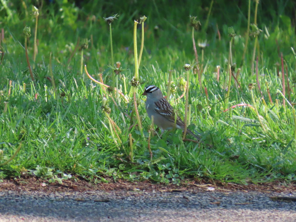 White-crowned Sparrow - ML336463981
