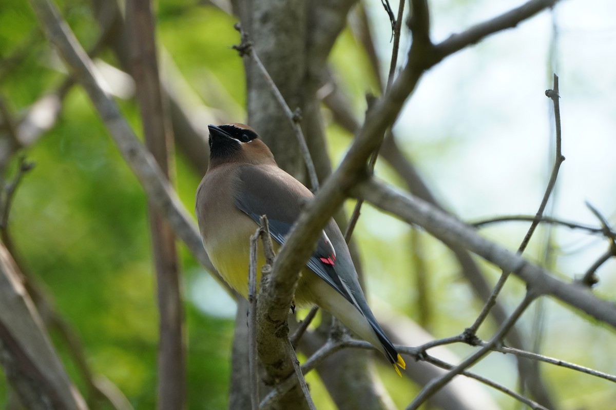 Cedar Waxwing - ML336465071