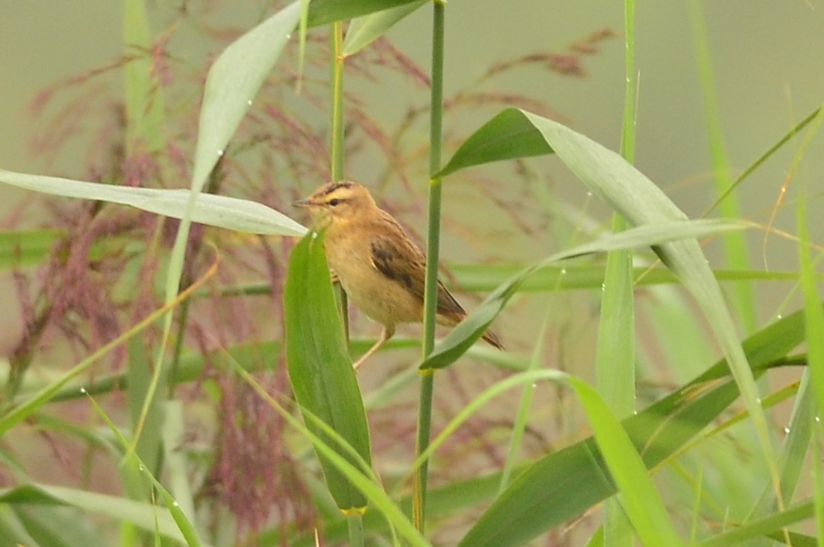 Sedge Warbler - ML336465201