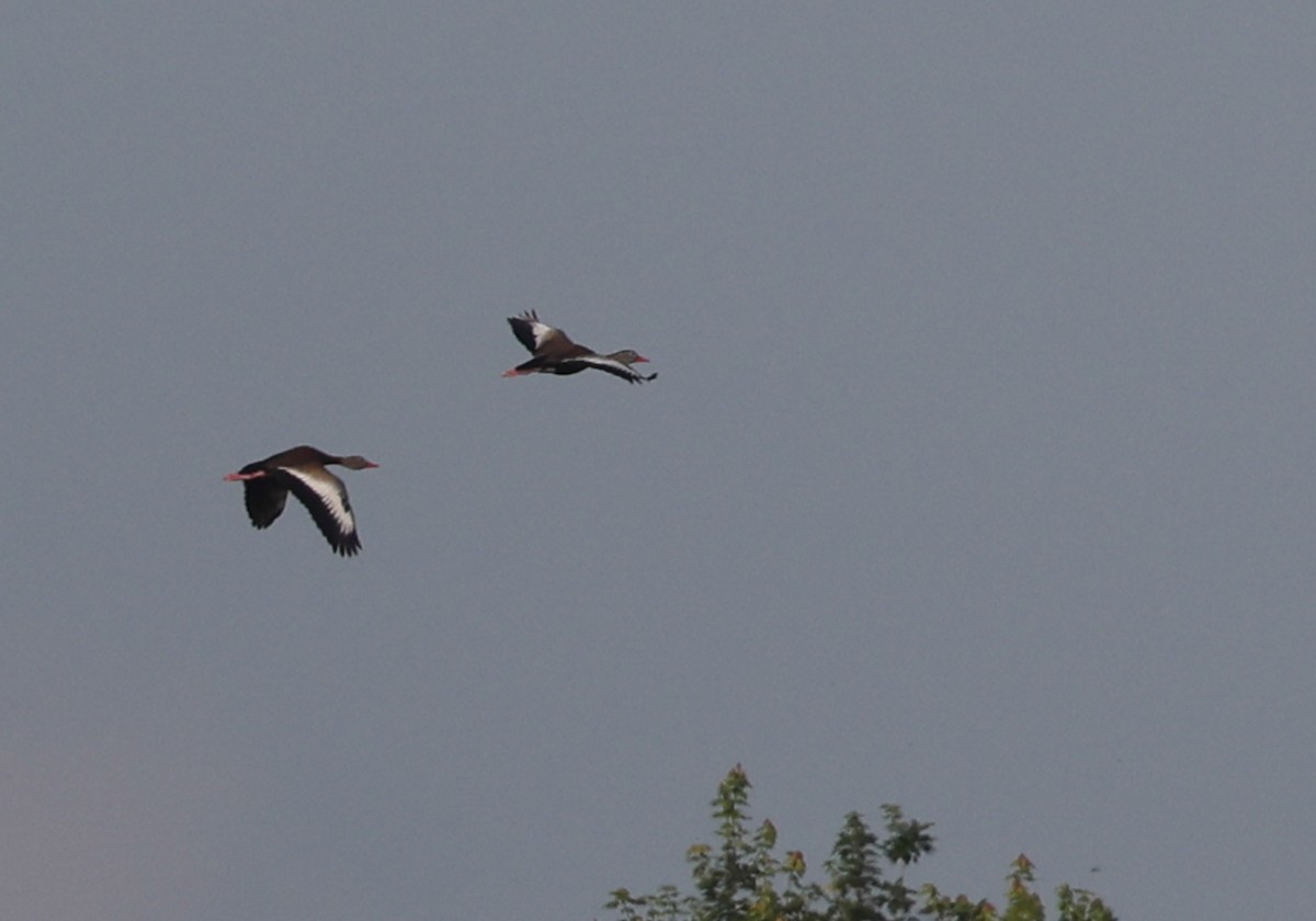 Black-bellied Whistling-Duck - Lynette Spence