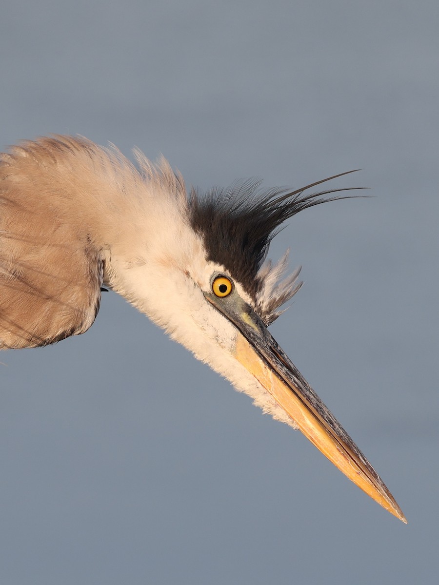 Great Blue Heron - ML336465541