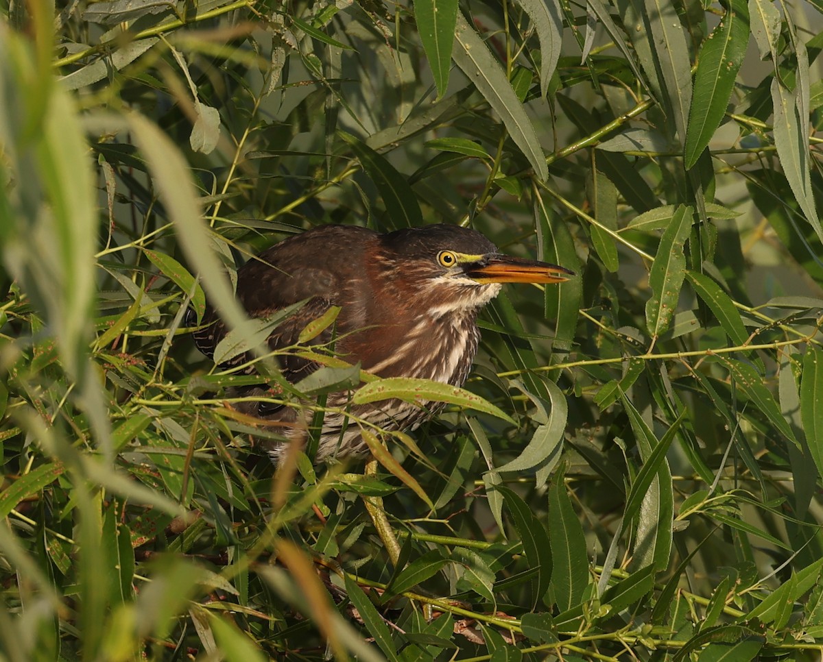 Green Heron - ML336465601