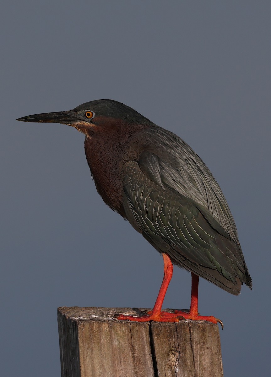 Green Heron - ML336465781