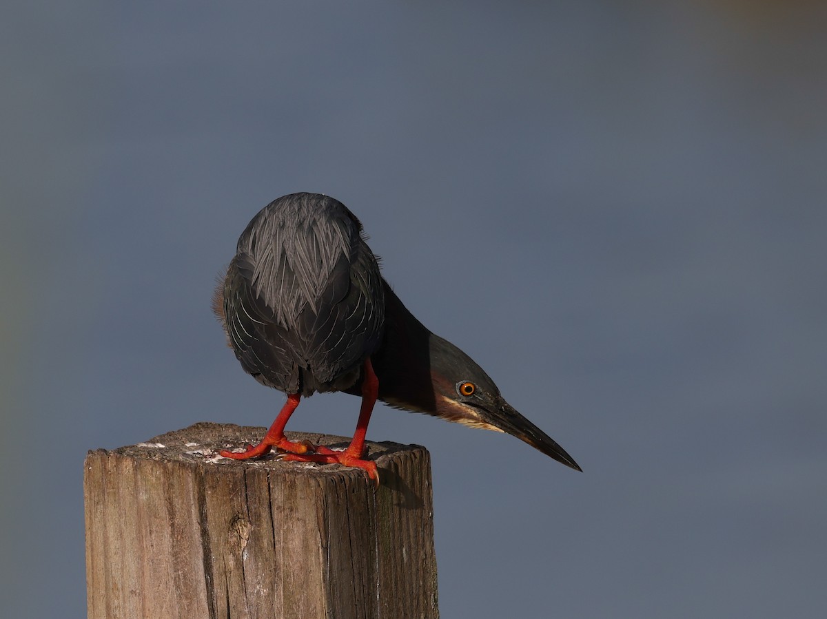 Green Heron - Lynette Spence