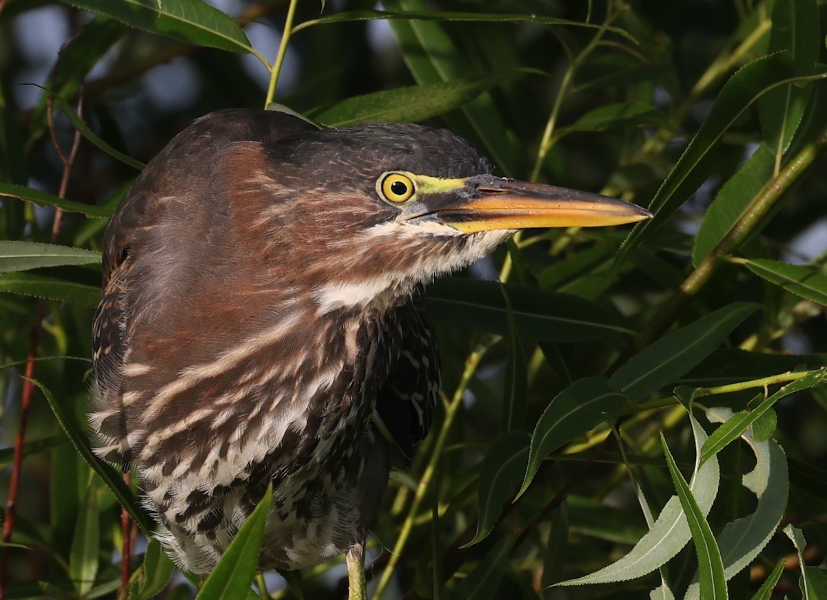 Green Heron - ML336465851