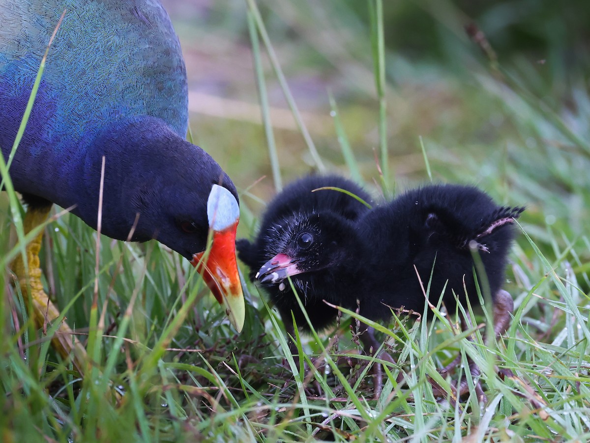 Purple Gallinule - ML336466071