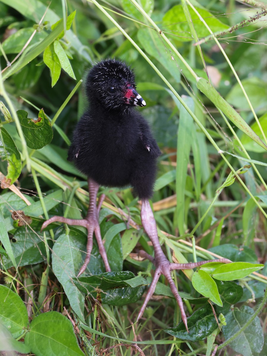 Purple Gallinule - ML336466181