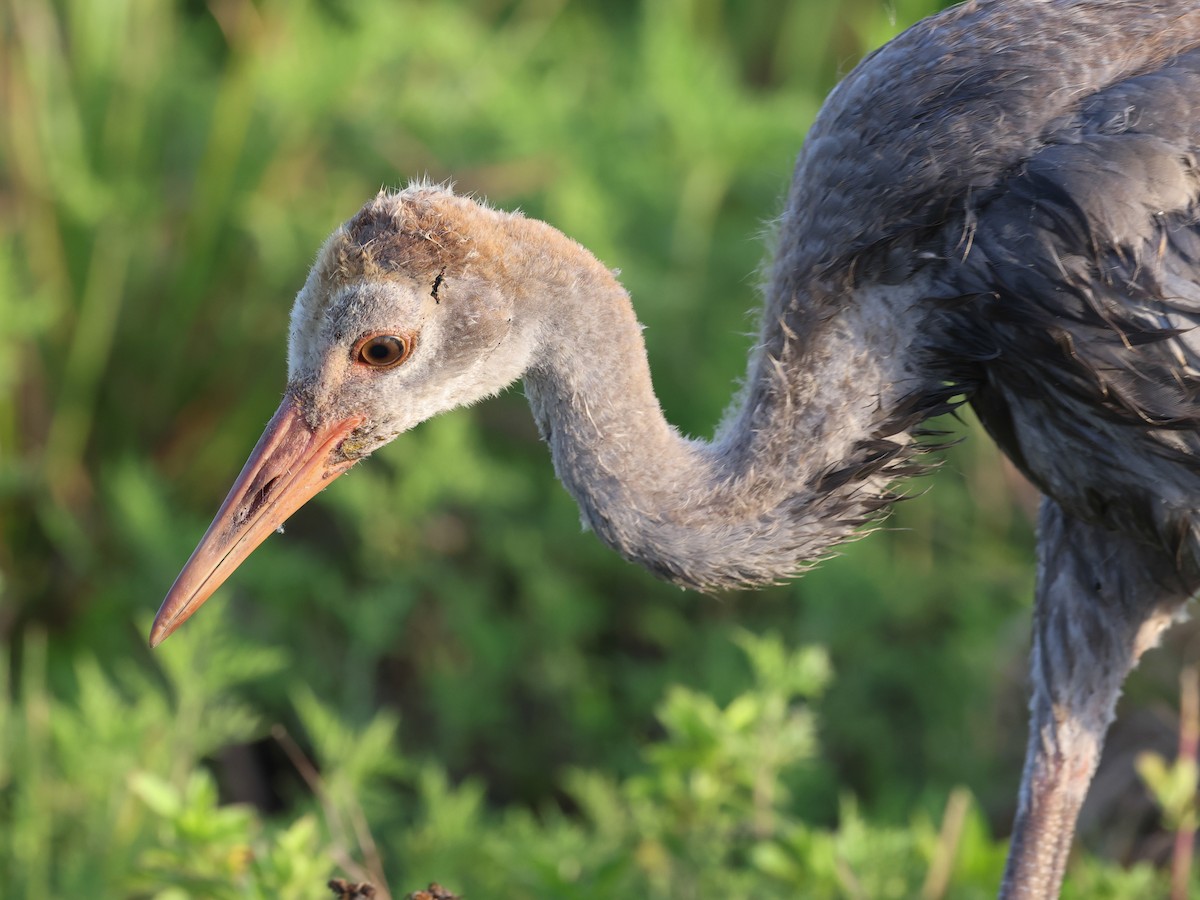 Sandhill Crane - ML336466231