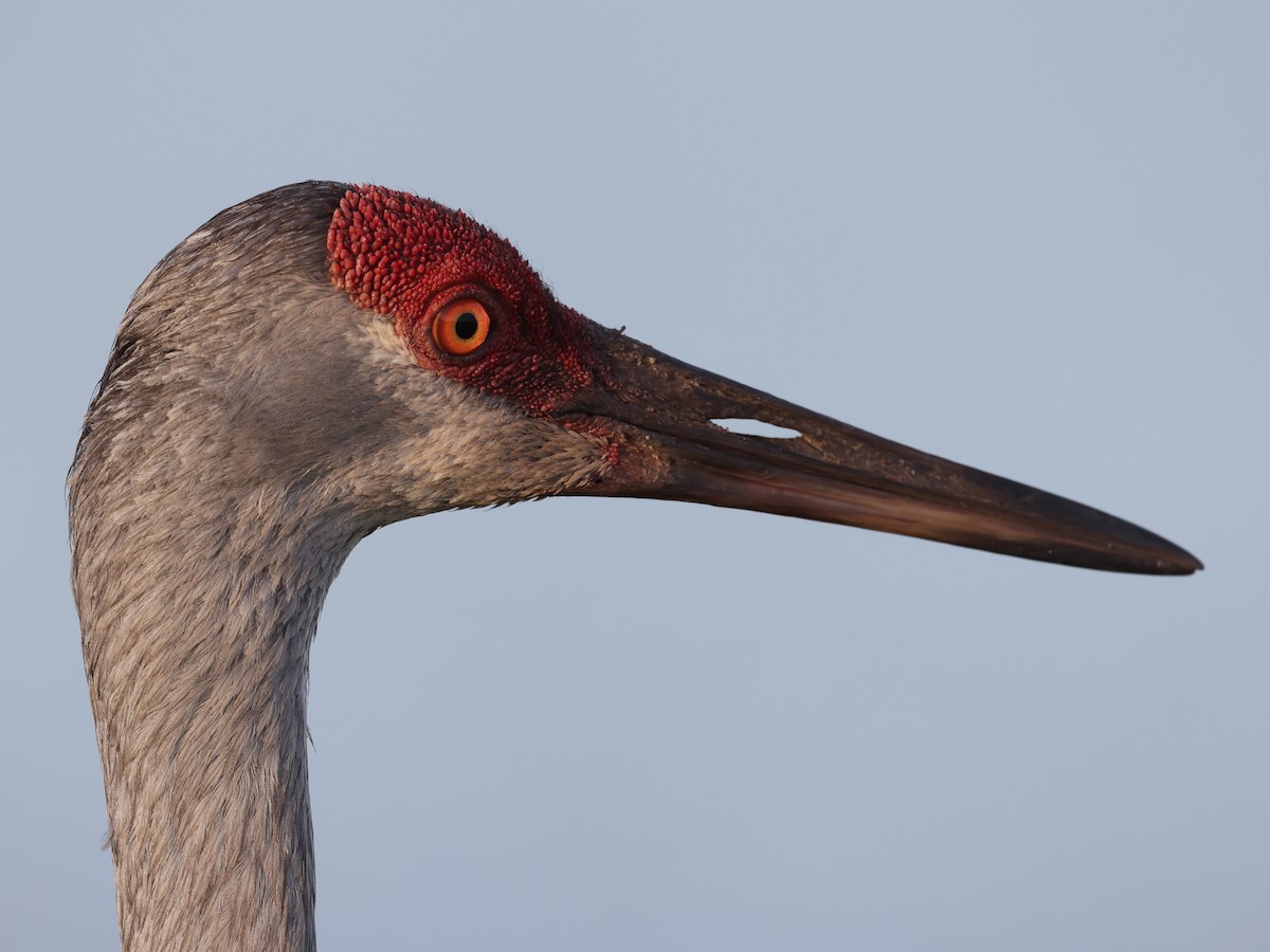 Sandhill Crane - ML336466301