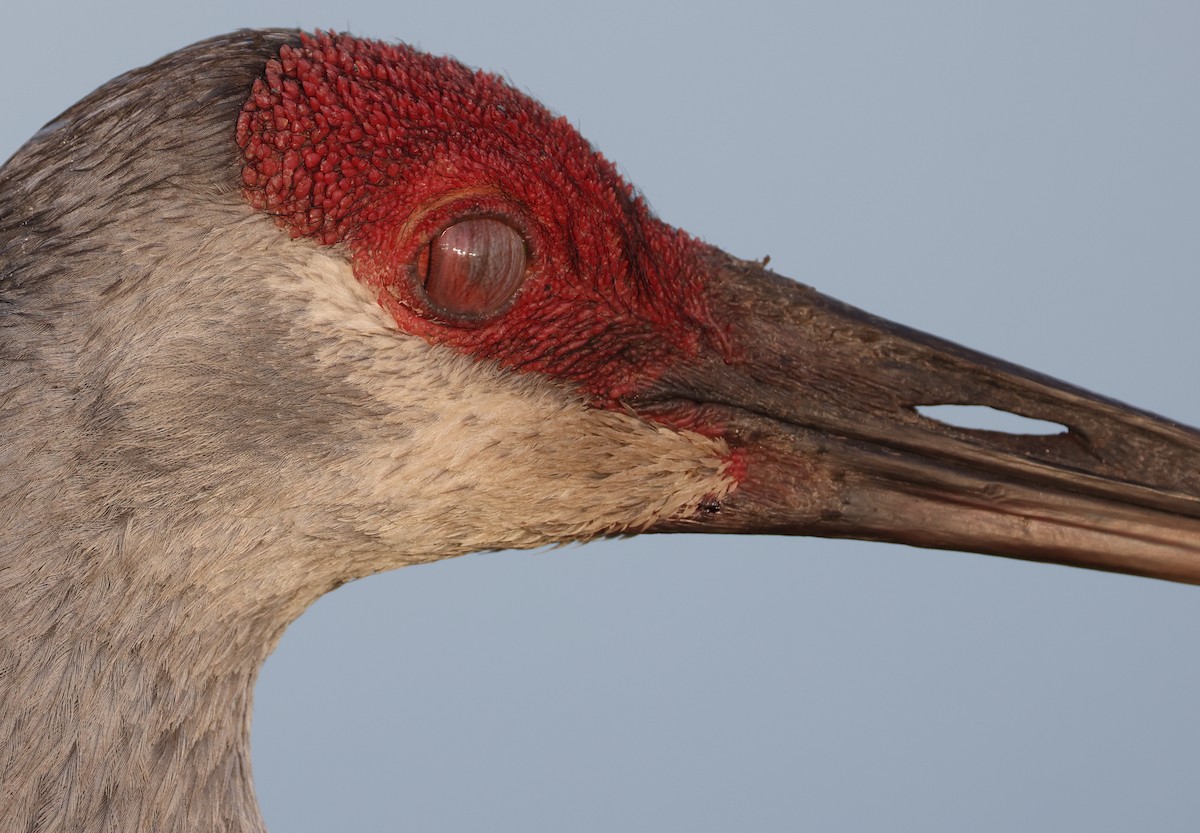 Sandhill Crane - ML336466311