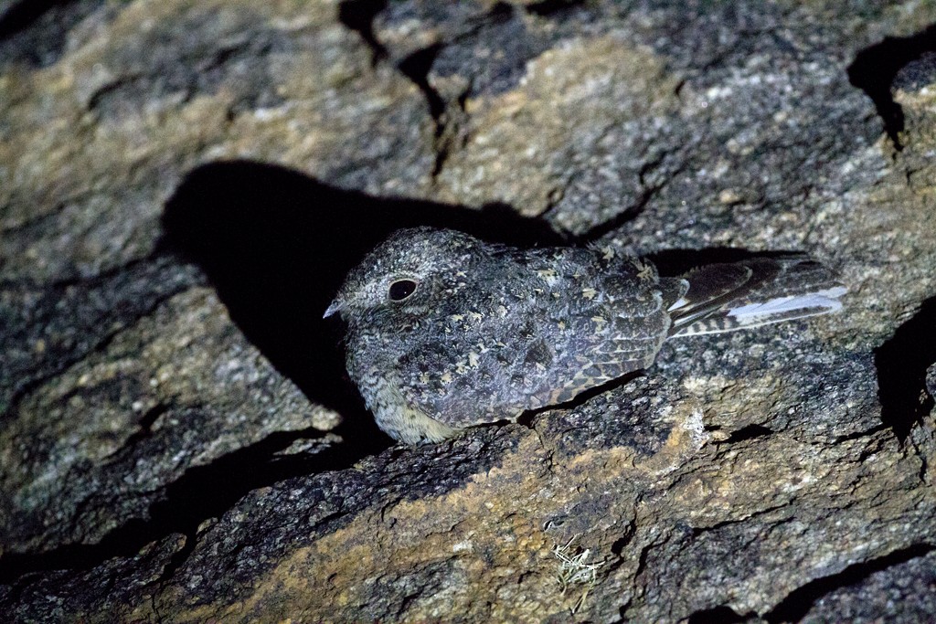 Freckled Nightjar - Charley Hesse TROPICAL BIRDING