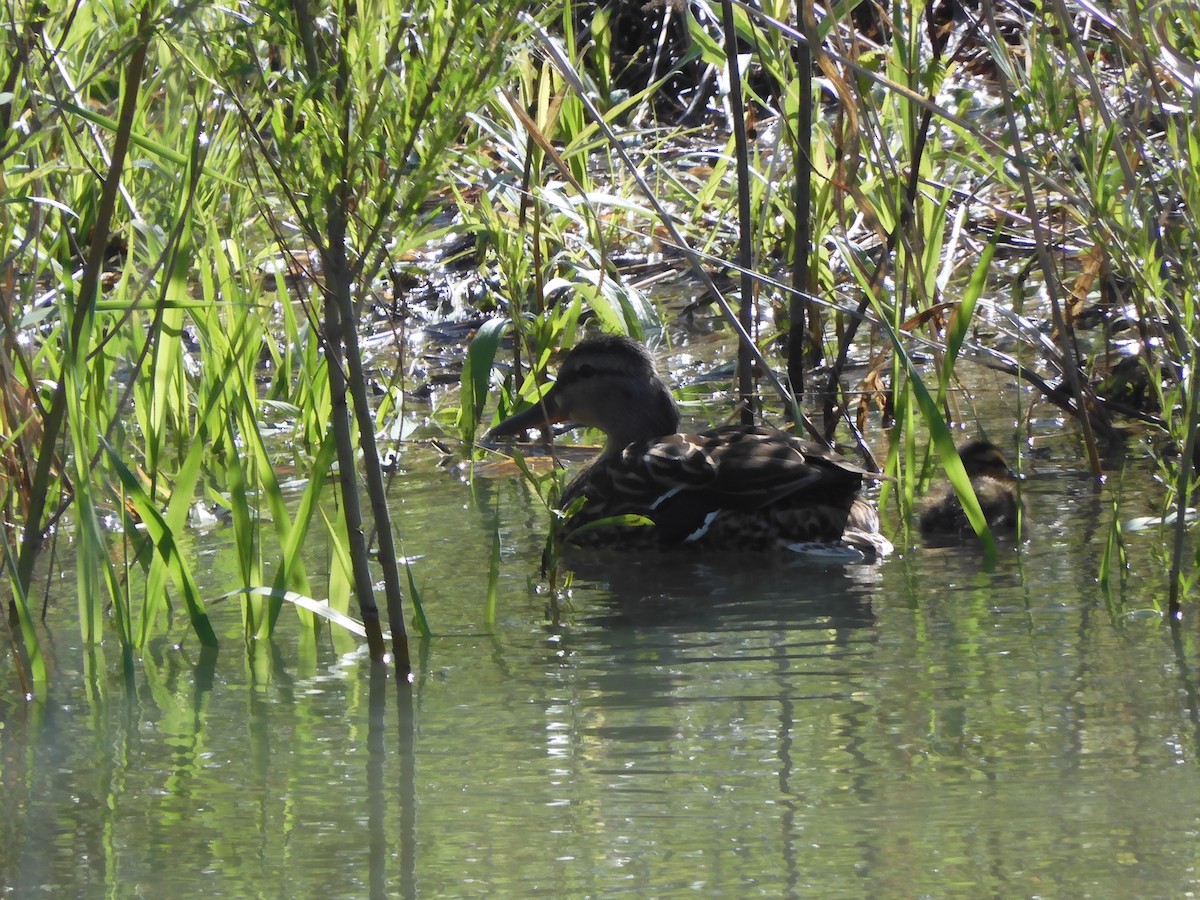 Mallard - ML336467651