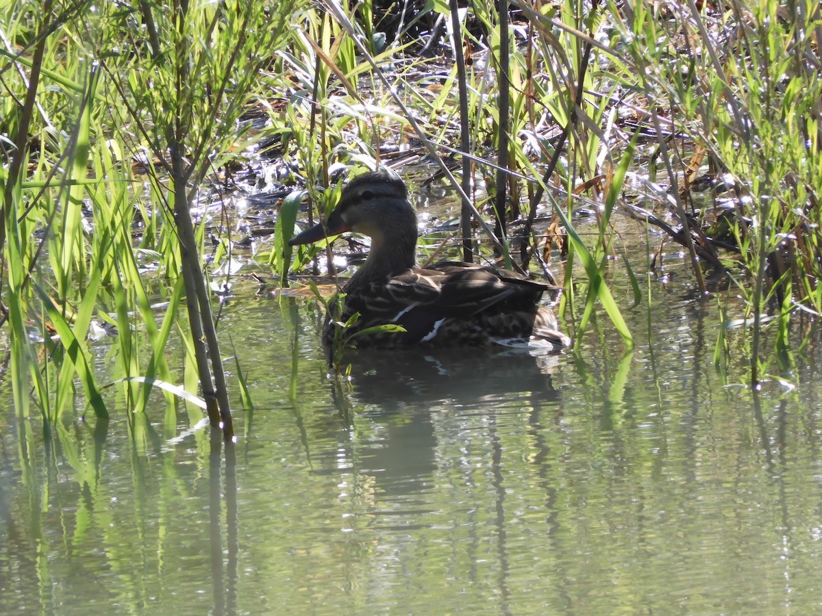 Mallard - ML336467671
