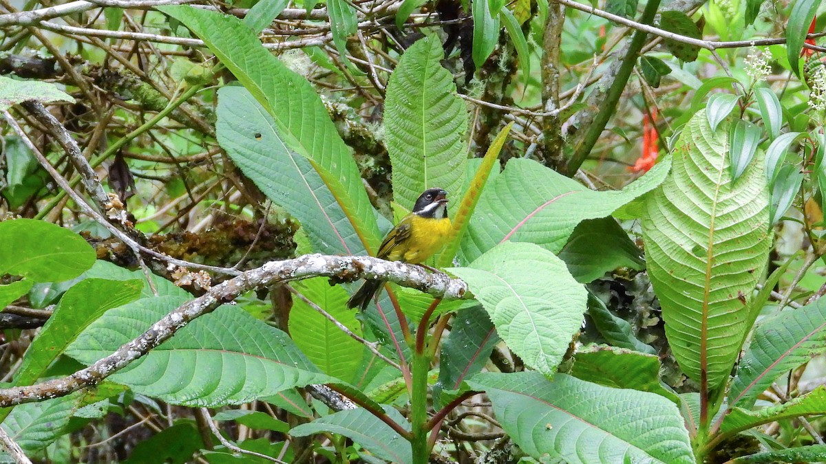 Moustached Brushfinch - ML336468041