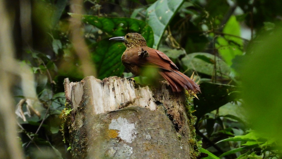 Strong-billed Woodcreeper - ML336468211