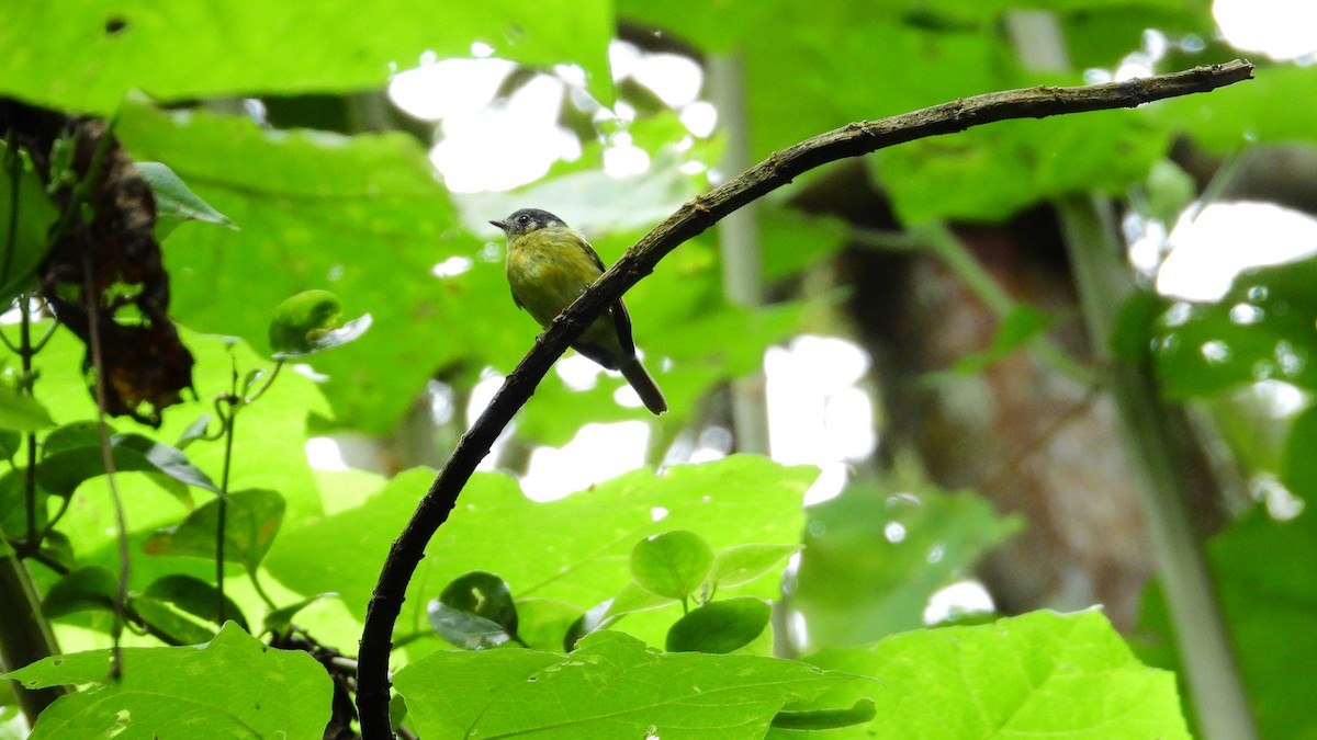 Slaty-capped Flycatcher - ML336468261