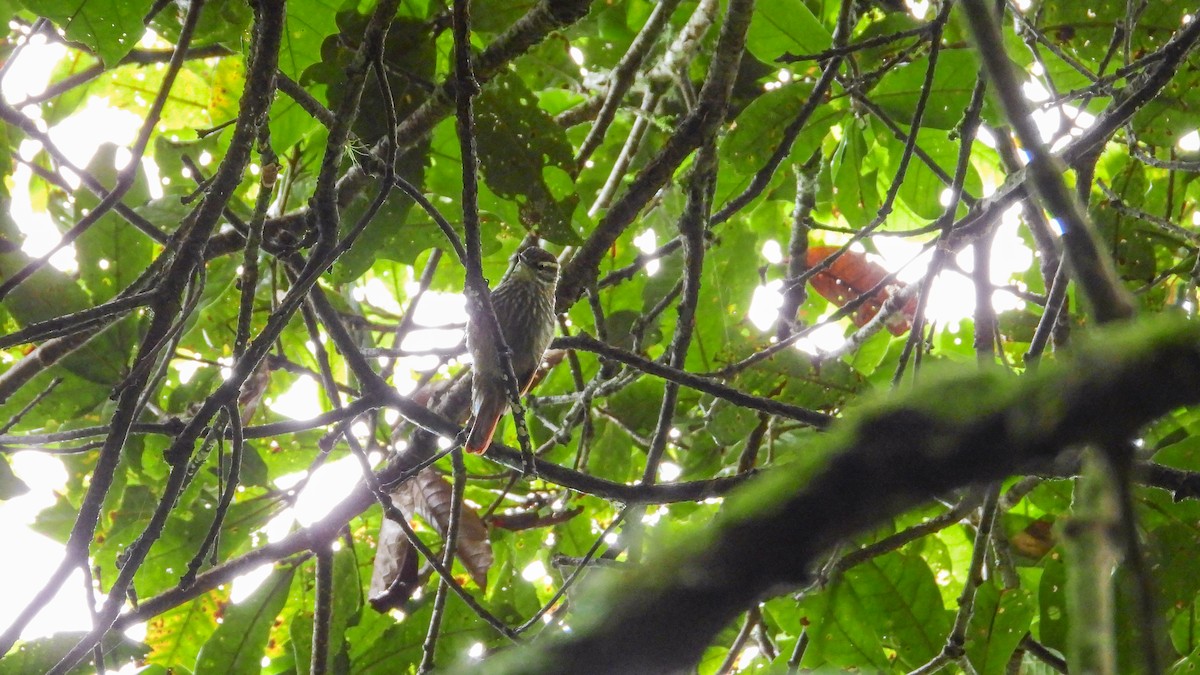Streaked Xenops - ML336468331