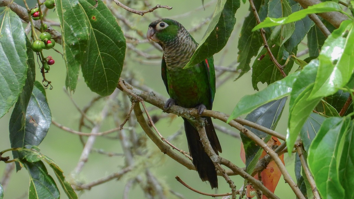 Maroon-tailed Parakeet - ML336468491