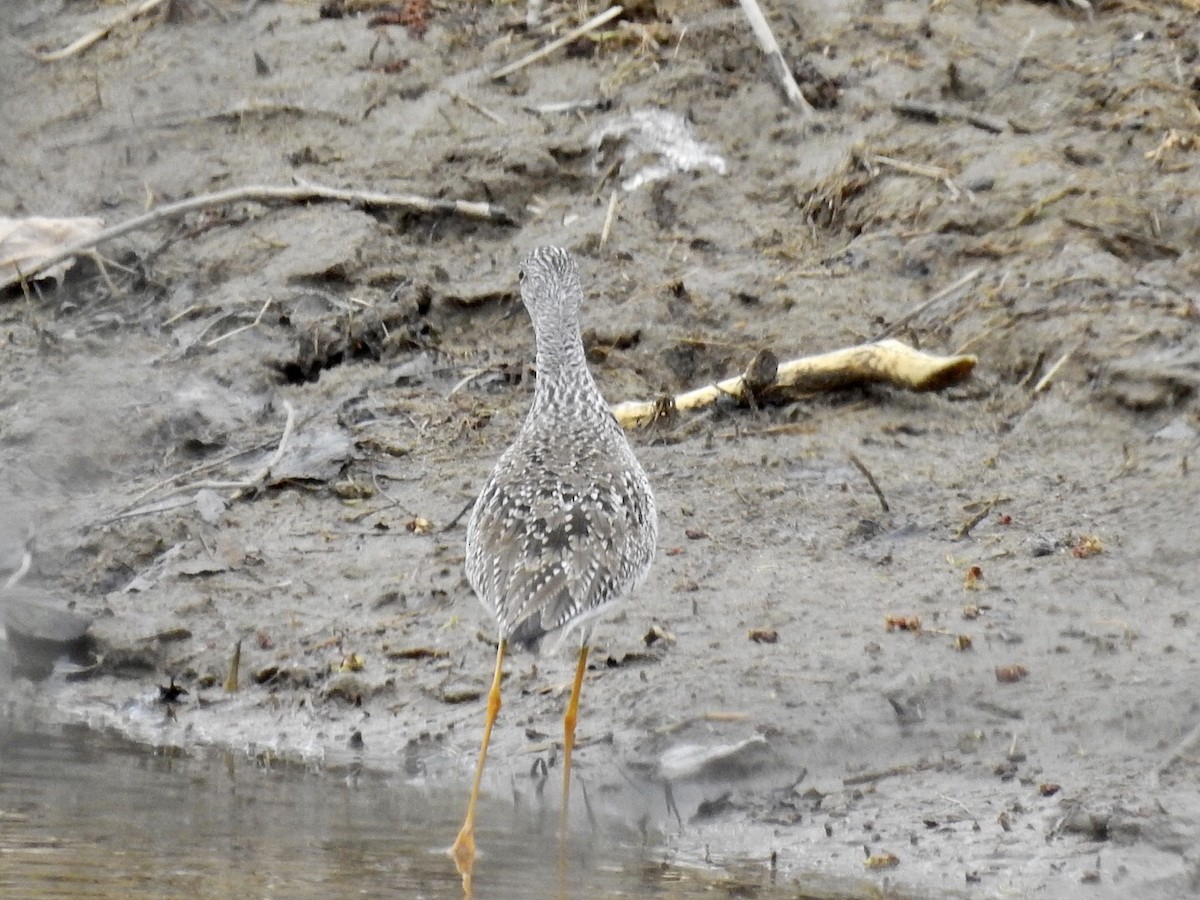 Greater Yellowlegs - ML336469131