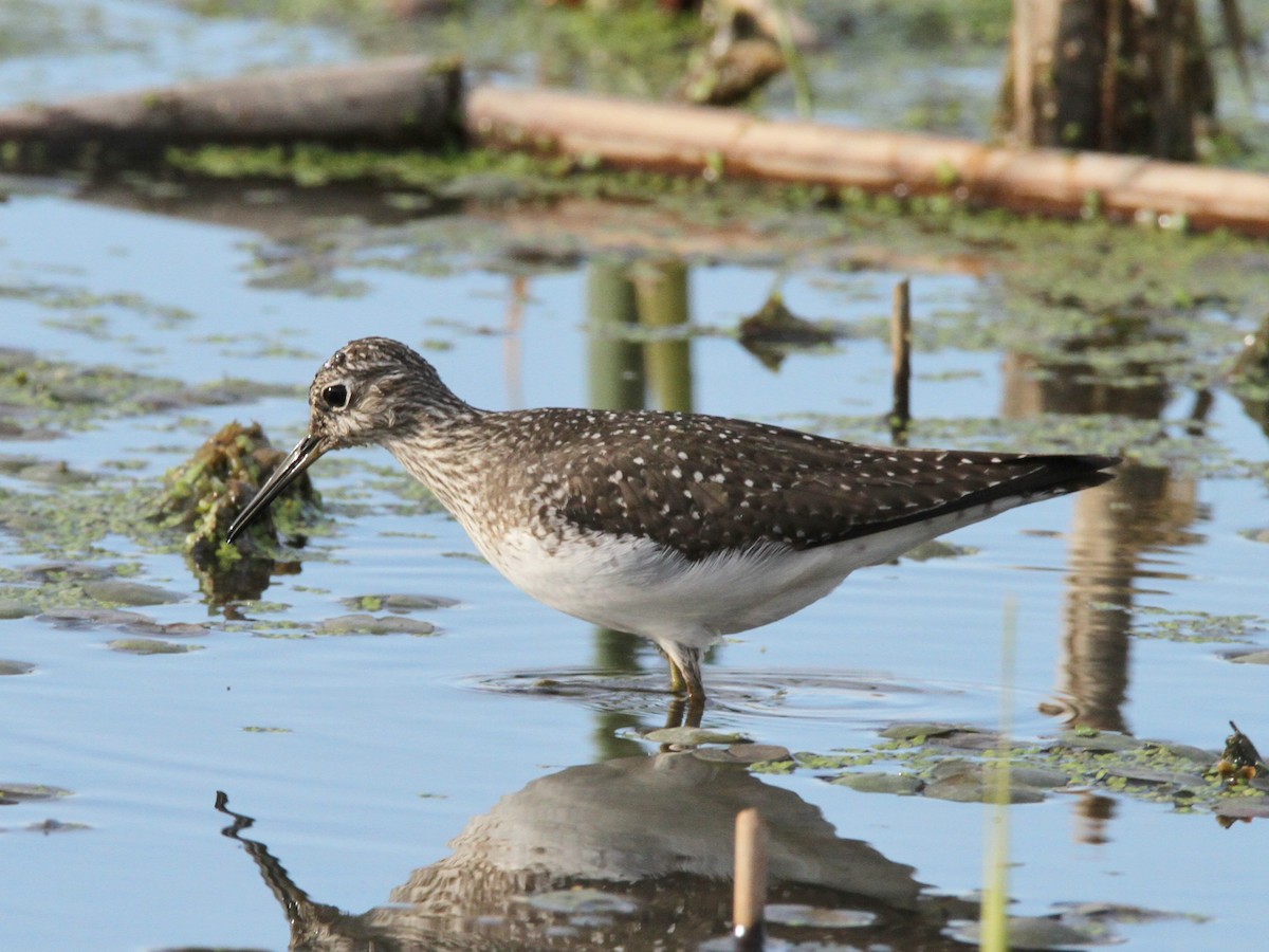 Solitary Sandpiper - Petra DeBruine