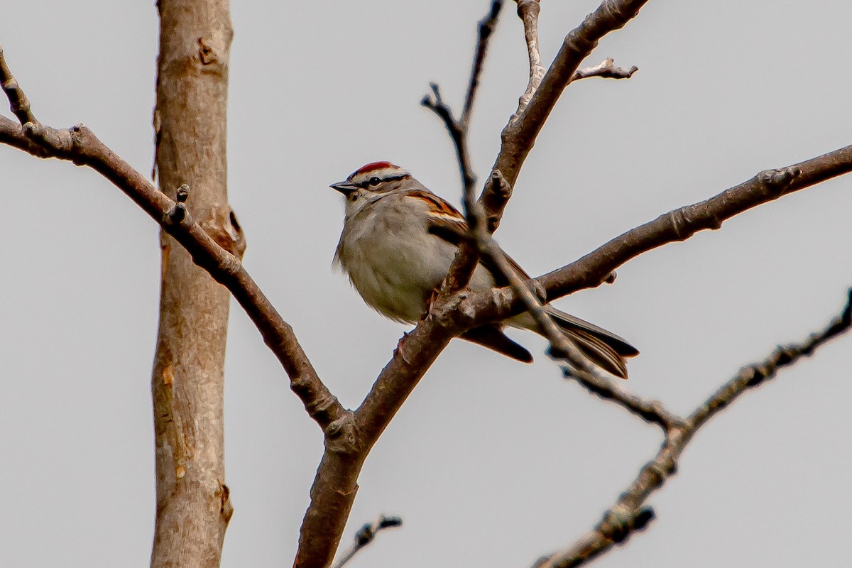 Chipping Sparrow - ML336471601